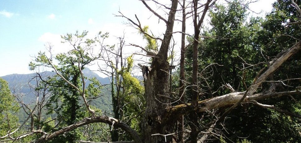 Castagniccia, en Corse, signifie terre du chataignier