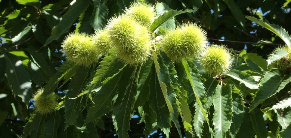 Les premières châtaignes apparaissent, vers la mi-septembre, protégées par une enveloppe épineuse appelée BOGUE. Puis les bogues éclatent, libérant les châtaignes. 