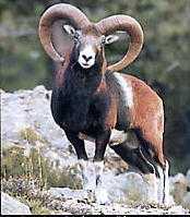 Le mouflon de Corse, espèce endémique des massifs montagneux